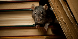 Read more about the article How to Stop a Rodent Infestation