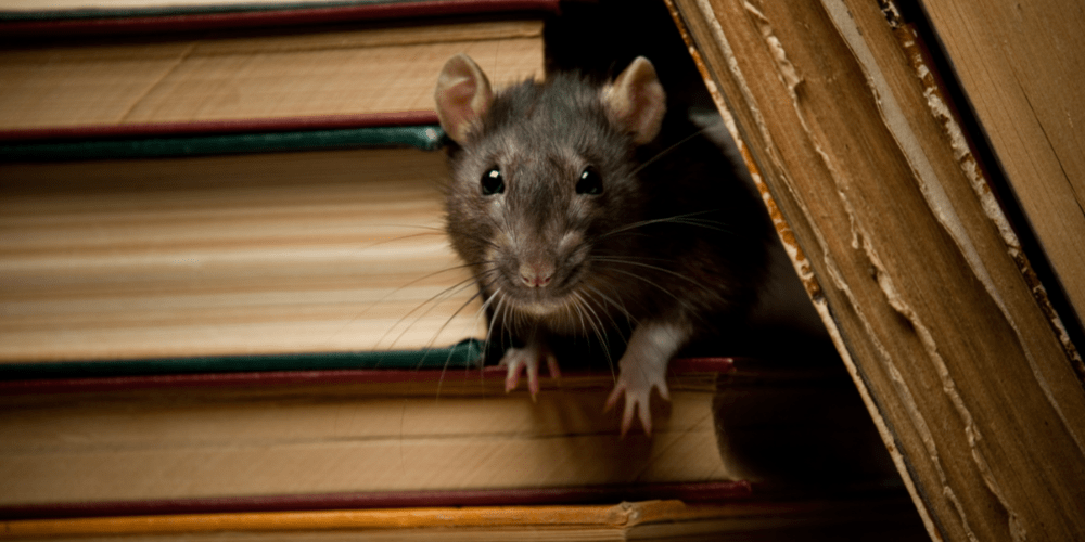 How To Stop A Rodent Infestation Like A Pro