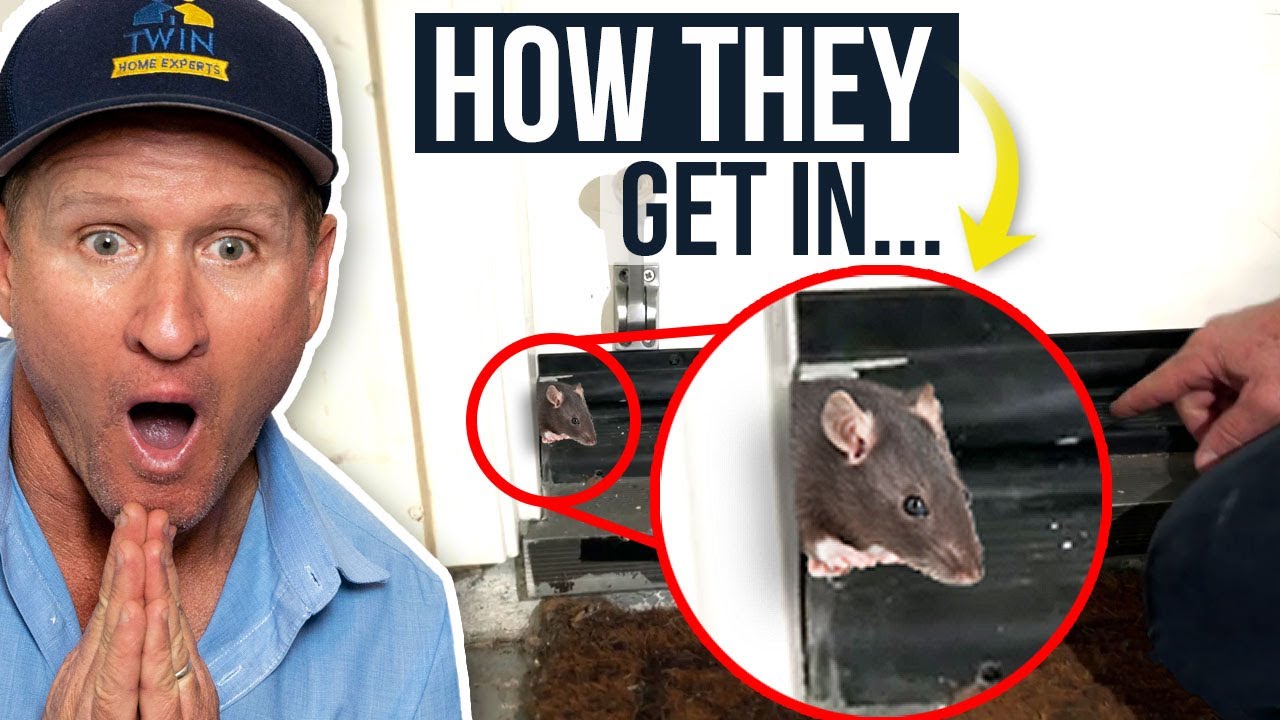 You are currently viewing Tip on a Rat Infestation in a House That Even the Pros Don’t Know