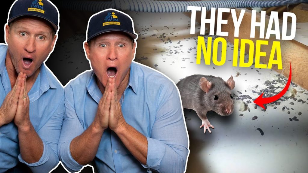 Learn Ways Rats Can Get Into Your Attic | Rodent Stoppers