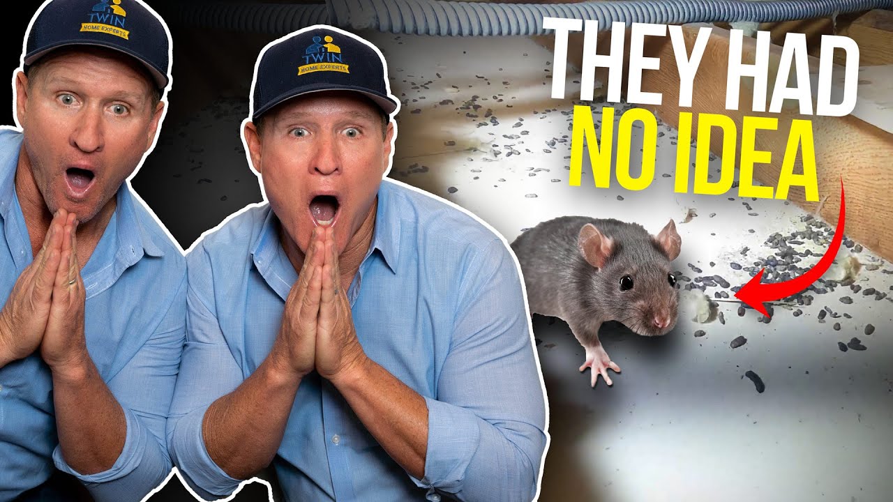 You are currently viewing Ways Rats Can Get Into Your Attic