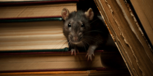 Rodent Pest Control Charleston SC