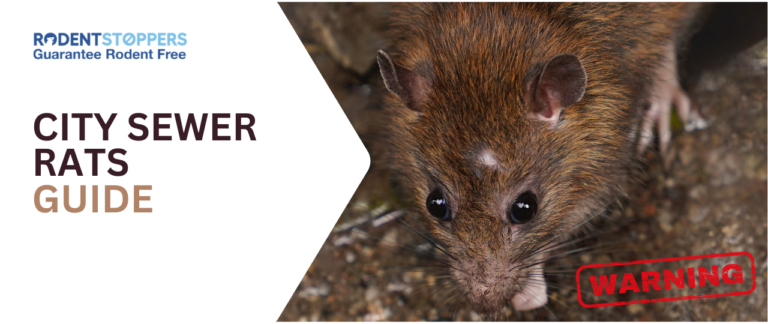 City Sewer Rats | How Norway Rats Get In Your Home From Sewers