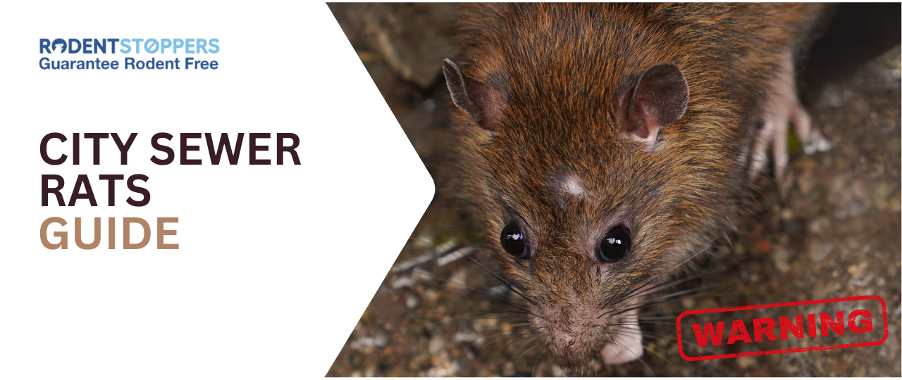 City Sewer Rats: Understanding How Rats Can Access Even the Most Well-Protected Home