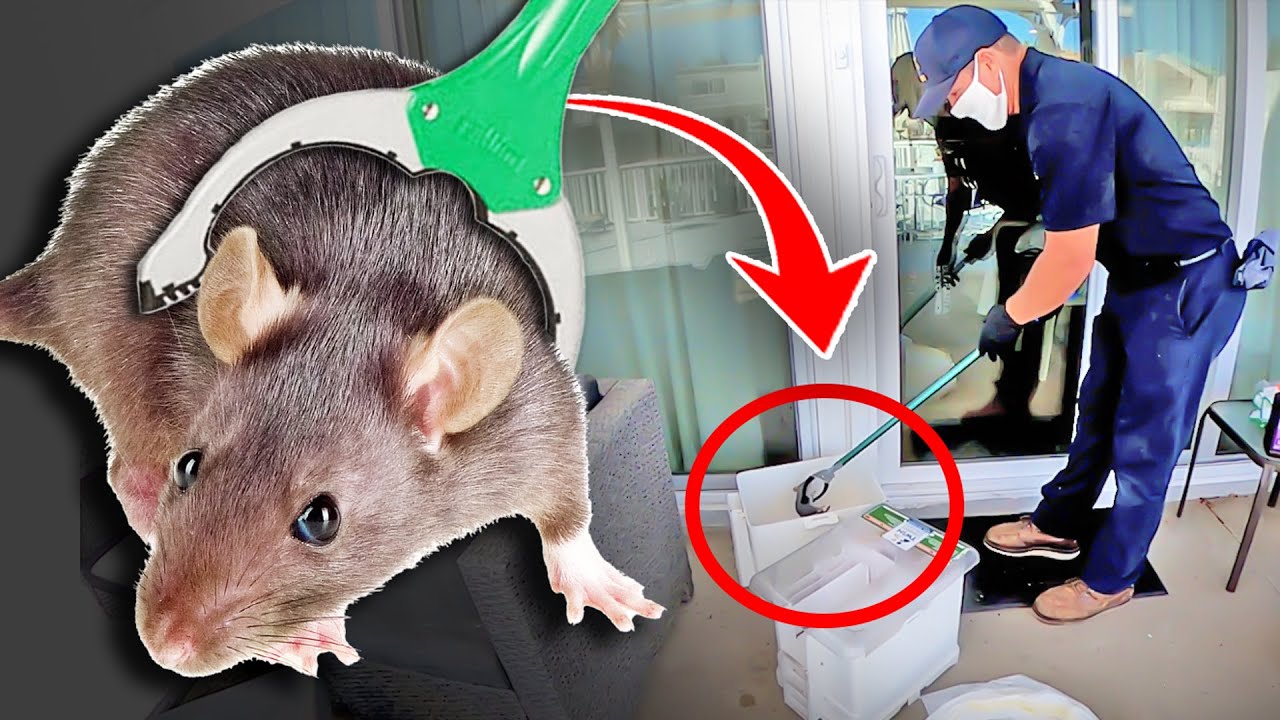 Best Los Angeles Rat exterminator: Reviewed 