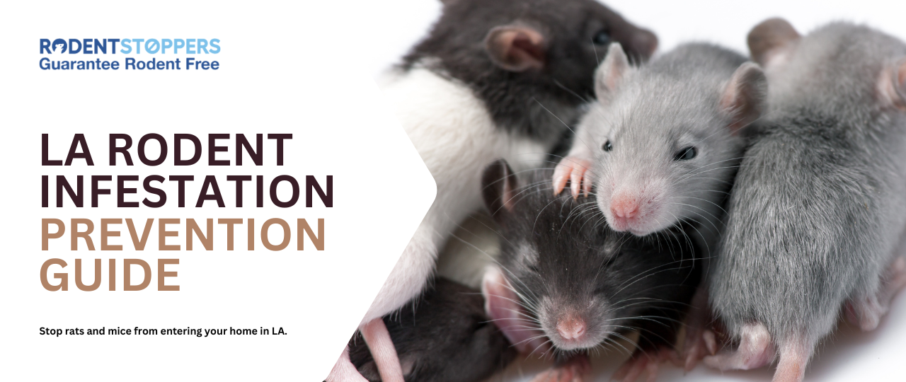 Why Los Angeles Homes Are Prone to Rodent Infestations: A Guide to Prevention